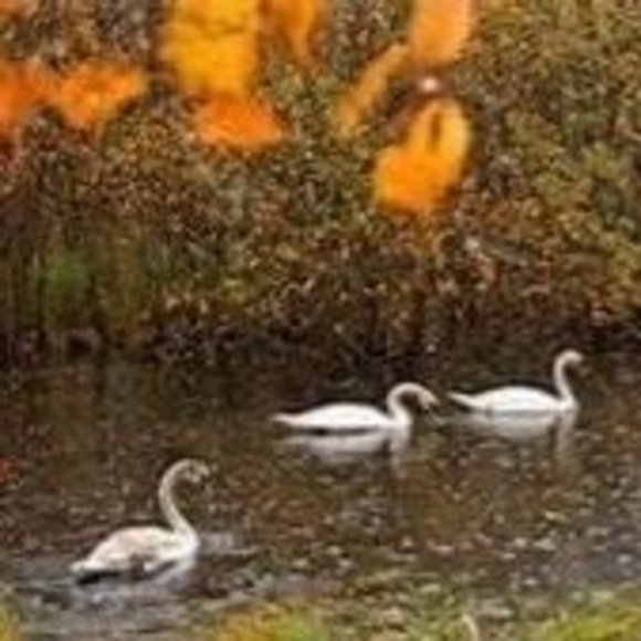 Meet your Posher, Kathy - Picture 1 of 1